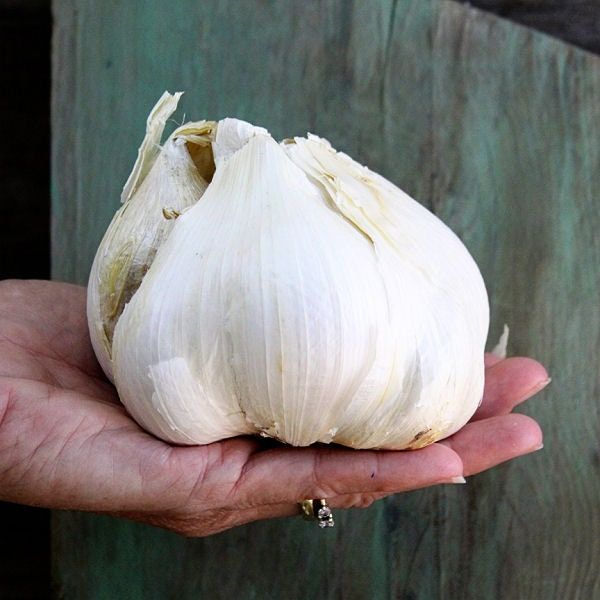 Garlic at home indoor