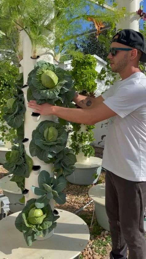 Man tending to cabbages growing in a vertical hydroponic garden with lush greenery in the background."