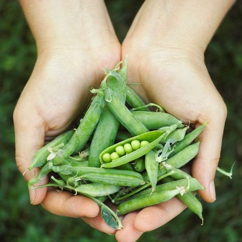 Hands holding a handful of fresh green peas grown indoors, with one open pod showing vibrant peas inside