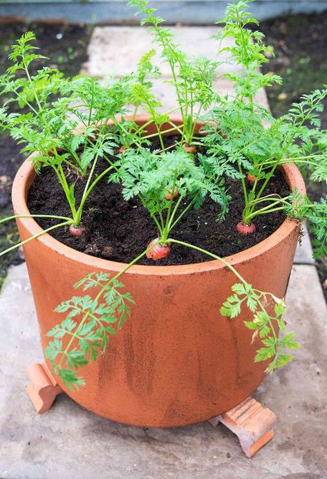 Carrot plants growing in a terracotta pot filled with soil, showcasing a simple and effective container gardening setup.