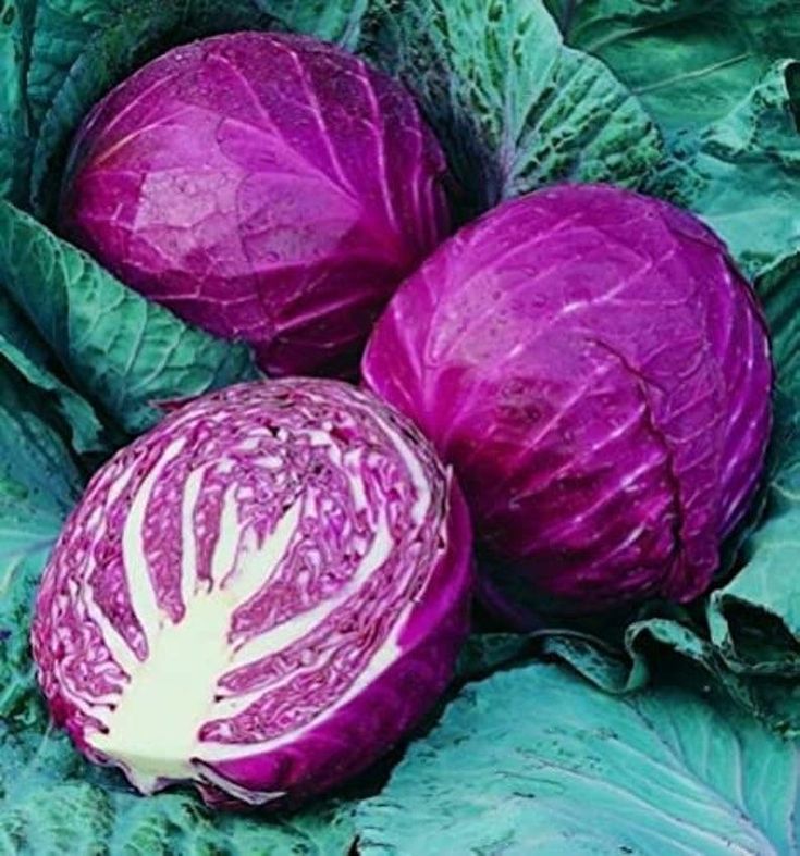 Types of Cabbage